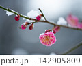 春を告げる紅梅の花 142905809