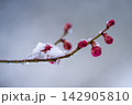 雪が積もる梅の蕾 142905810