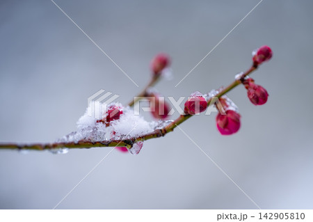 雪が積もる梅の蕾 雪が積もる梅の蕾 142905810
