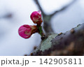 紅梅と雫 142905811