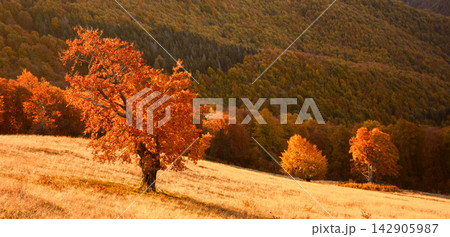 Solitary orange autumn tree standing in a sunlit mountain meadow Solitary orange autumn tree standing in a sunlit mountain meadow 142905987