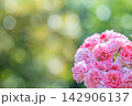 美しいピンクのバラ 142906137