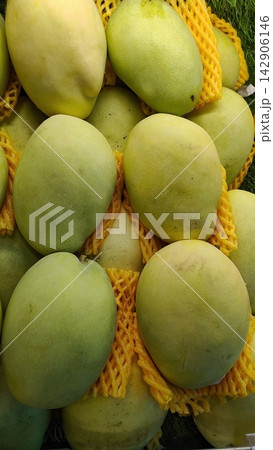 Close-up of fresh green and yellow mangoes with yellow protective foam mesh sleeves Close-up of fresh green and yellow mangoes with yellow protective foam mesh sleeves 142906146