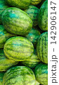 Close-up view of many fresh ripe watermelons stacked for sale 142906147
