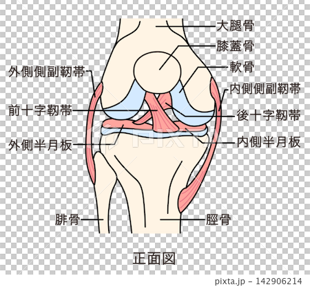 Structure of the knee joint: Front view, ligaments, and structure. Structure of the knee joint: Front view, ligaments, and structure. 142906214