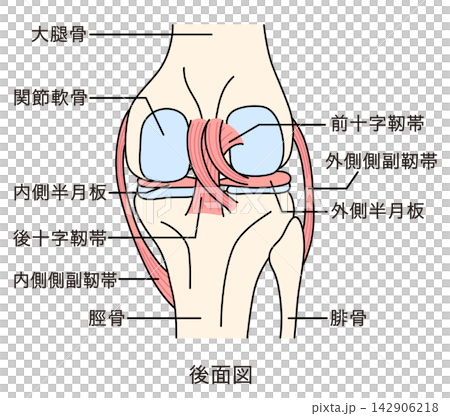 Structure of the knee joint: posterior view, ligaments, and structure. Structure of the knee joint: posterior view, ligaments, and structure. 142906218
