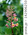Close-up of pink red horse-chestnut flower buds blooming 142906250