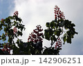 Red horse-chestnut tree branches with flowers against sky 142906251
