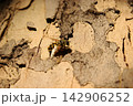 Hoverfly insect on textured plane tree bark camouflage 142906252