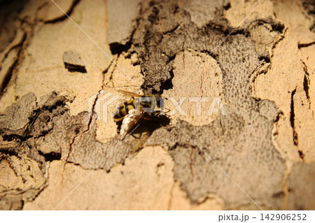 Hoverfly insect on textured plane tree bark camouflage Hoverfly insect on textured plane tree bark camouflage 142906252
