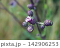 Macro close-up of purple thistle flower buds blooming 142906253