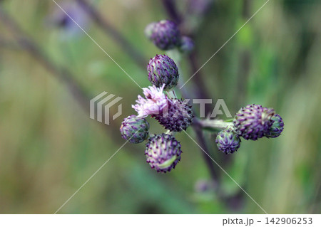 Macro close-up of purple thistle flower buds blooming 142906253