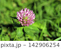Single pink red clover flower blooming in green grass 142906254