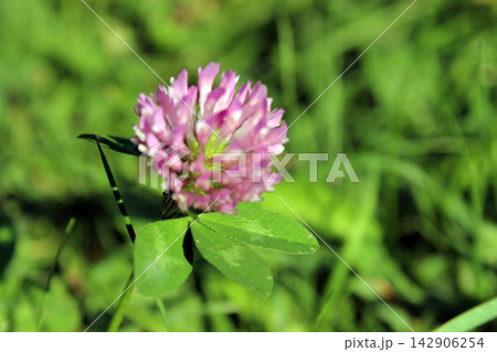 Single pink red clover flower blooming in green grass 142906254