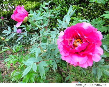 鮮やかな大輪の牡丹の花 初夏の庭園 142906783