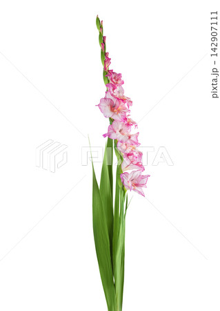 Pink gladiolus flower isolated on white background Pink gladiolus flower isolated on white background 142907111