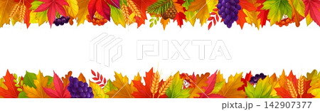 Thanksgiving season foliage border with autumn fall leaves, grapes, wheat and berries frame. Thanksgiving border for autumn holiday with seasonal harvest of fruits, oak acorns and maple leaves foliage 142907377