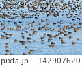 印旛沼で越冬するトモエガモの群れ。美しい巴模様のオスや近年話題の大群、図鑑やコラムに最適な野鳥写真 142907620
