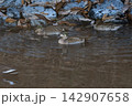 日本で越冬するトモエガモの群れ。美しい巴模様のオスや近年話題の大群、図鑑やコラムに最適な野鳥写真 142907658