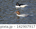 京都の鴨川を泳ぐ野生のカワアイサの雄。美しい水辺の風景、冬の野鳥図鑑や観光コラムに最適な写真素材 142907917