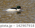 京都の鴨川を泳ぐ野生のカワアイサの雄。美しい水辺の風景、冬の野鳥図鑑や観光コラムに最適な写真素材 142907918