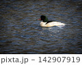 京都の鴨川を泳ぐ野生のカワアイサの雄。美しい水辺の風景、冬の野鳥図鑑や観光コラムに最適な写真素材 142907919