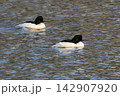 京都の鴨川を泳ぐ野生のカワアイサの雄。美しい水辺の風景、冬の野鳥図鑑や観光コラムに最適な写真素材 142907920