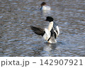 京都の鴨川を泳ぐ野生のカワアイサの雄。美しい水辺の風景、冬の野鳥図鑑や観光コラムに最適な写真素材 142907921
