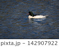 京都の鴨川を泳ぐ野生のカワアイサの雄。美しい水辺の風景、冬の野鳥図鑑や観光コラムに最適な写真素材 142907922