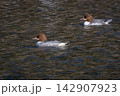京都の鴨川を泳ぐ野生のカワアイサの雄。美しい水辺の風景、冬の野鳥図鑑や観光コラムに最適な写真素材 142907923