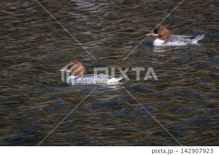 京都の鴨川を泳ぐ野生のカワアイサの雄。美しい水辺の風景、冬の野鳥図鑑や観光コラムに最適な写真素材 京都の鴨川を泳ぐ野生のカワアイサの雄。美しい水辺の風景、冬の野鳥図鑑や観光コラムに最適な写真素材 142907923