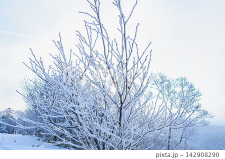 澄み渡る冬空と一面に広がる雪景色の中に佇む樹氷の木 澄み渡る冬空と一面に広がる雪景色の中に佇む樹氷の木 142908290