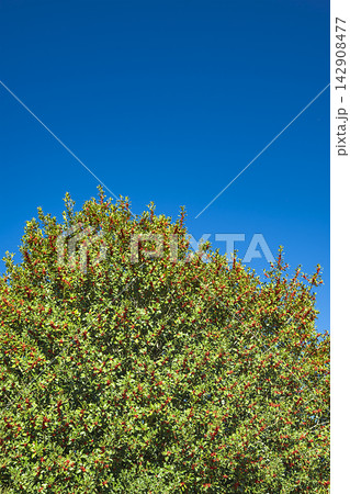 Acebal de Pradena Holly Forest, Spain Acebal de Pradena Holly Forest, Spain 142908477