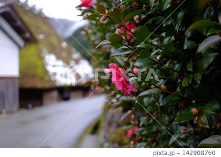 かやぶきの里で咲く花 かやぶきの里で咲く花 142908760