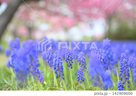 国営越後丘陵公園に咲く八重桜とムスカリ(新潟県長岡市) 国営越後丘陵公園に咲く八重桜とムスカリ(新潟県長岡市) 142909000