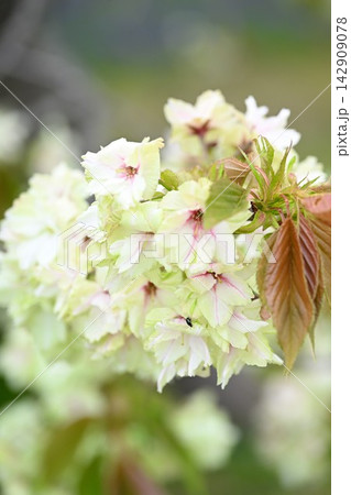 国営越後丘陵公園に咲く緑色の桜・御衣黄(新潟県長岡市) 国営越後丘陵公園に咲く緑色の桜・御衣黄(新潟県長岡市) 142909078