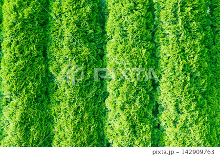 Dense Green Thuja Hedge With Evergreen Foliage 142909763