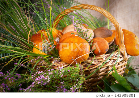 Forest mushrooms in the basket. White mushrooms. Autumn background with mushrooms and forest foliage. place for text. Forest mushrooms in the basket. White mushrooms. Autumn background with mushrooms and forest foliage. place for text. 142909801