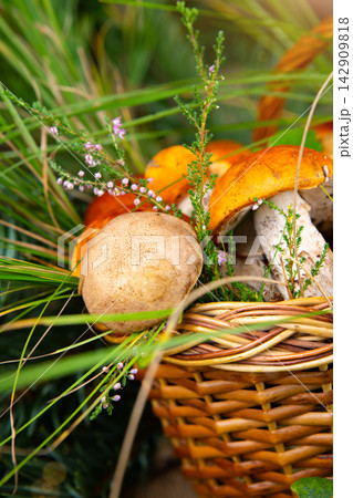 Forest mushrooms in the basket. White mushrooms. Autumn background with mushrooms and forest foliage. place for text. Forest mushrooms in the basket. White mushrooms. Autumn background with mushrooms and forest foliage. place for text. 142909818