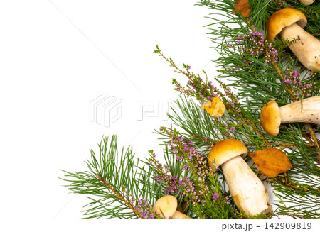 Forest mushrooms in a basket. White mushrooms. Autumn background with mushrooms and forest foliage on a white background. place for text. 142909819