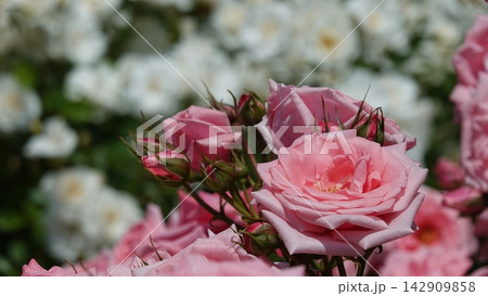 初夏の陽光を浴びた美しい薔薇の花 初夏の陽光を浴びた美しい薔薇の花 142909858