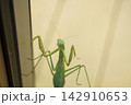 ガラスの窓を登っていく雌のカマキリ（11月） 142910653