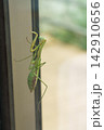 ガラスの窓を登っていく雌のカマキリ（11月） 142910656