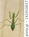 ガラスの窓を登っていく雌のカマキリ（11月） 142910657