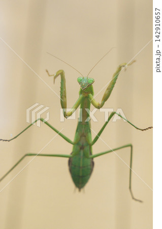 ガラスの窓を登っていく雌のカマキリ(11月) ガラスの窓を登っていく雌のカマキリ(11月) 142910657
