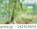 ガラスの窓を登っていく雌のカマキリ（11月） 142910658