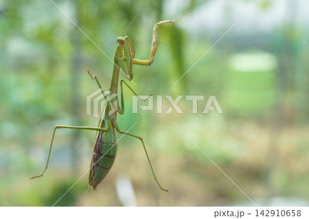 ガラスの窓を登っていく雌のカマキリ(11月) ガラスの窓を登っていく雌のカマキリ(11月) 142910658