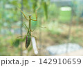ガラスの窓を登っていく雌のカマキリ（11月） 142910659