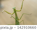 ガラスの窓を登っていく雌のカマキリ（11月） 142910660