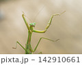 ガラスの窓を登っていく雌のカマキリ（11月） 142910661